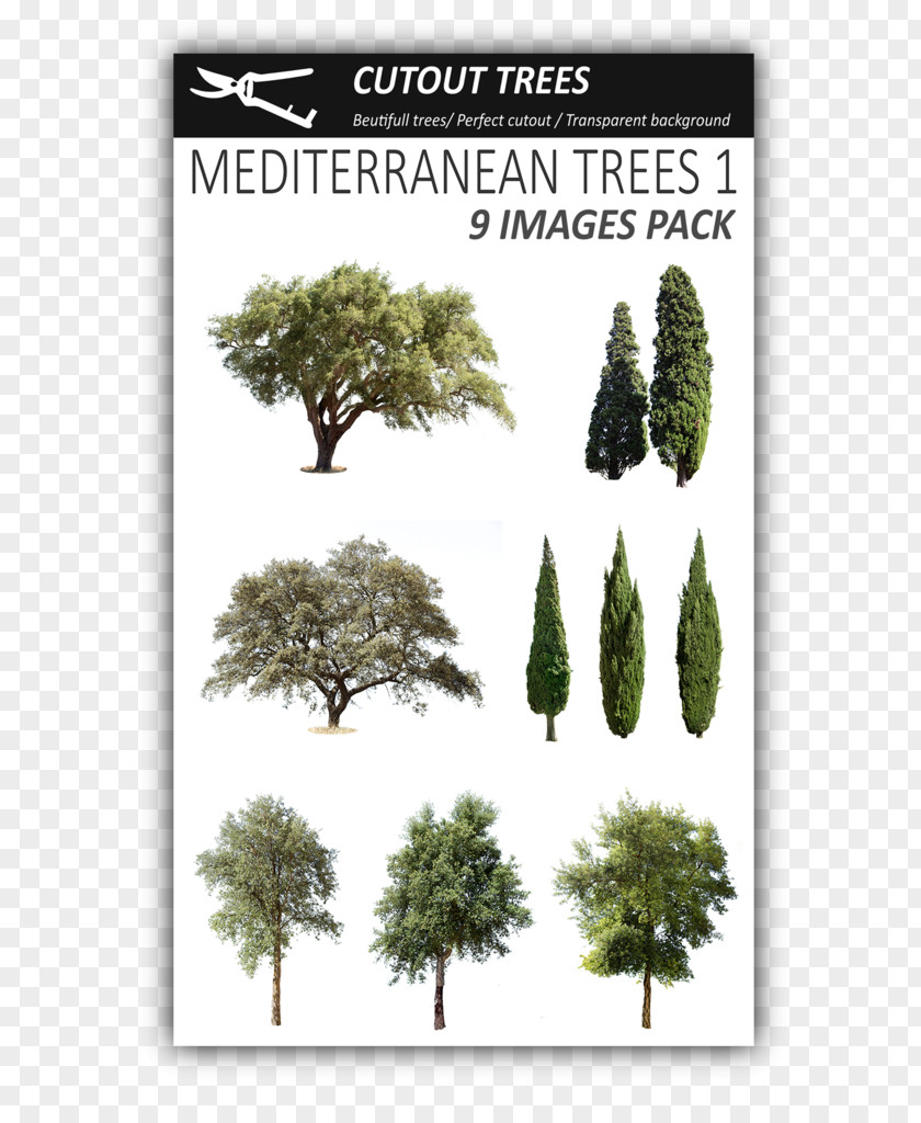 Tree Fir Mediterranean Cypress Evergreen Pine PNG