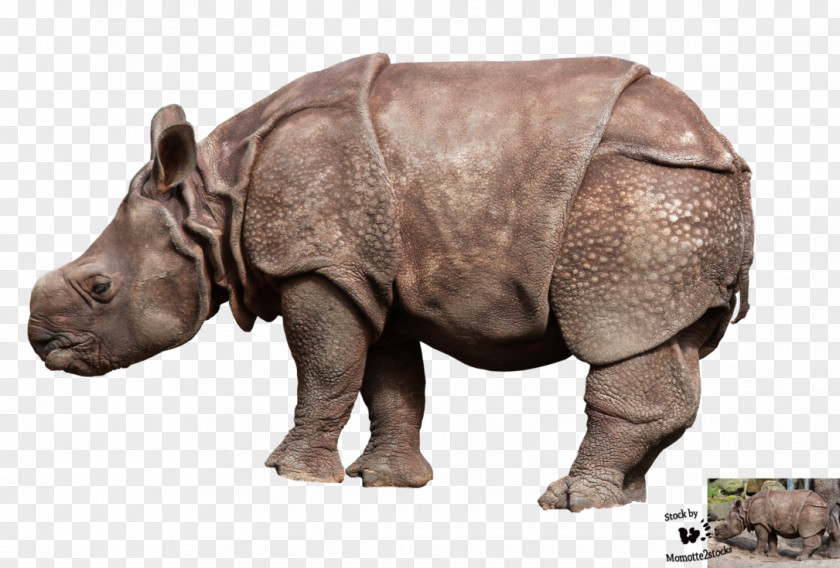 Baby Animals Rhinoceros Photography PNG