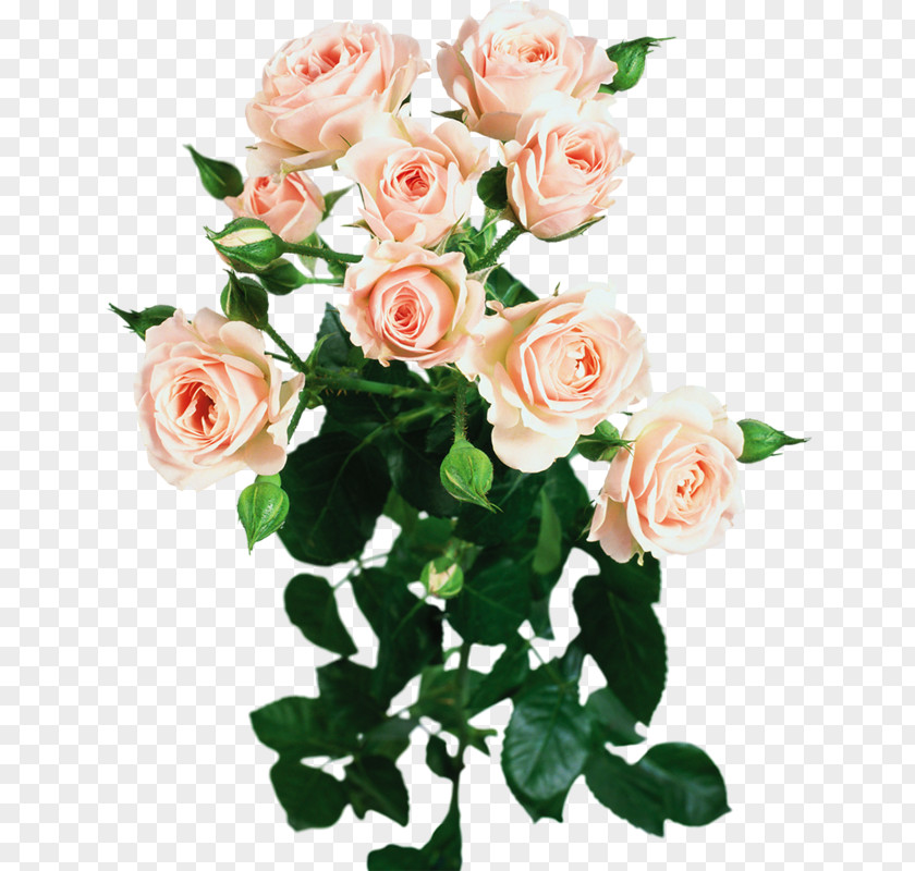 Bright Rose Garden Roses Flower PNG