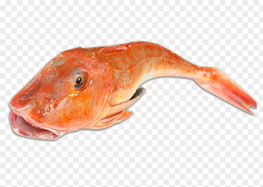 Fish Northern Red Snapper Soup Tub Gurnard Sea Robins PNG