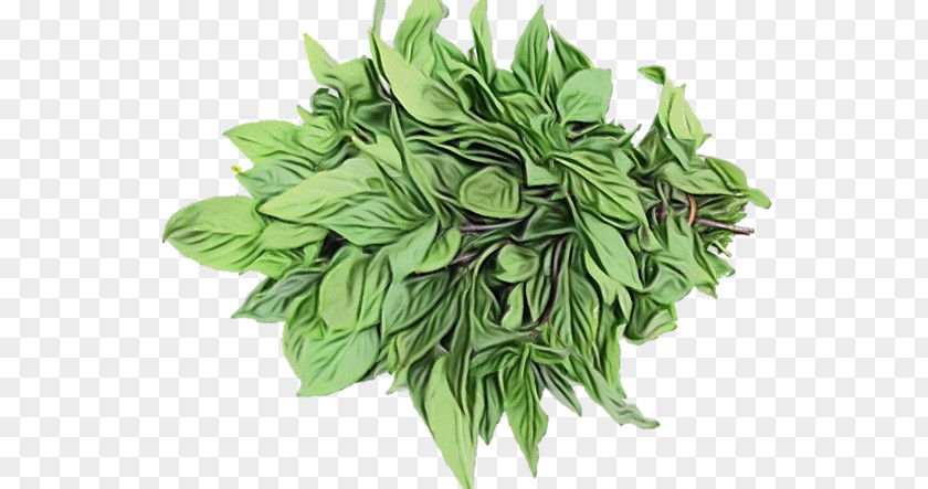 Herb Herbal Medicine Vegetable Leaf Spinach PNG