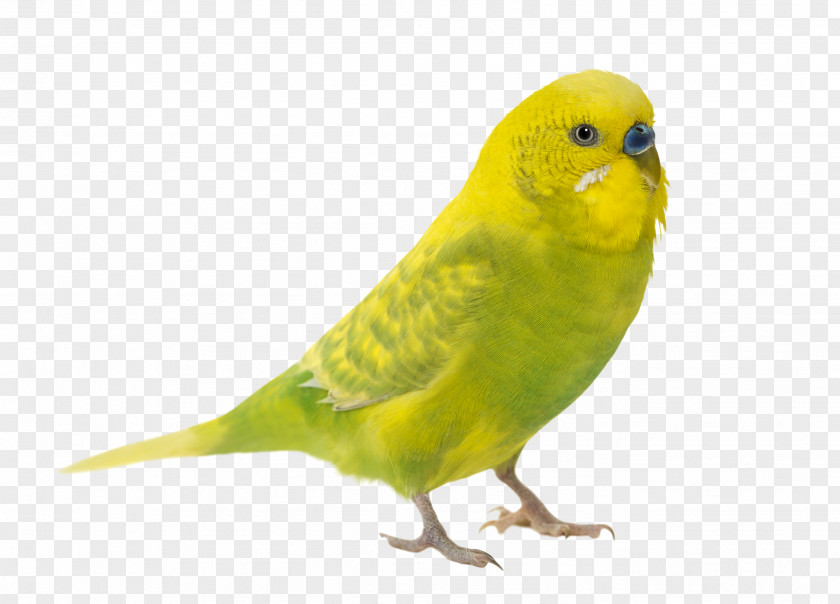 Parrot Budgerigar Bird Parakeet Cockatiel PNG