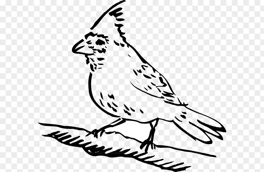 Perched Raven Overlay Bird Drawing Clip Art PNG