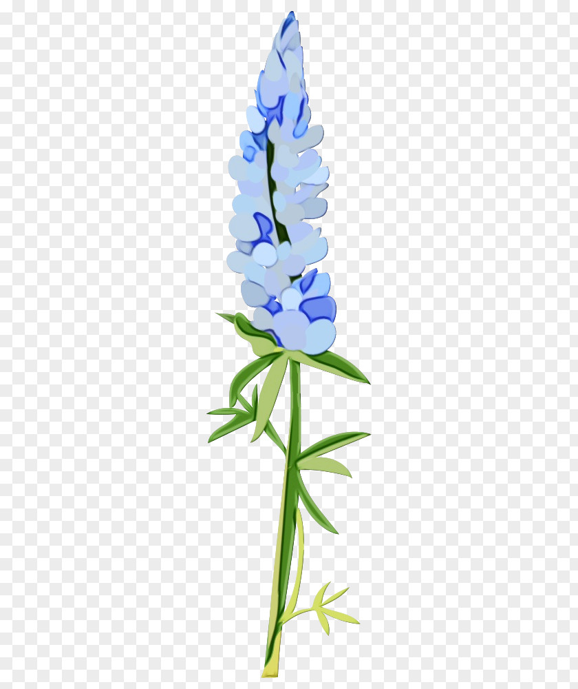 Plant Stem Grape Hyacinth Flower Flowering Blue Bluebonnet PNG