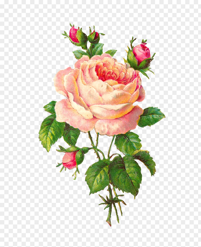 Rose Flower Floral Design Vintage Clothing Clip Art PNG