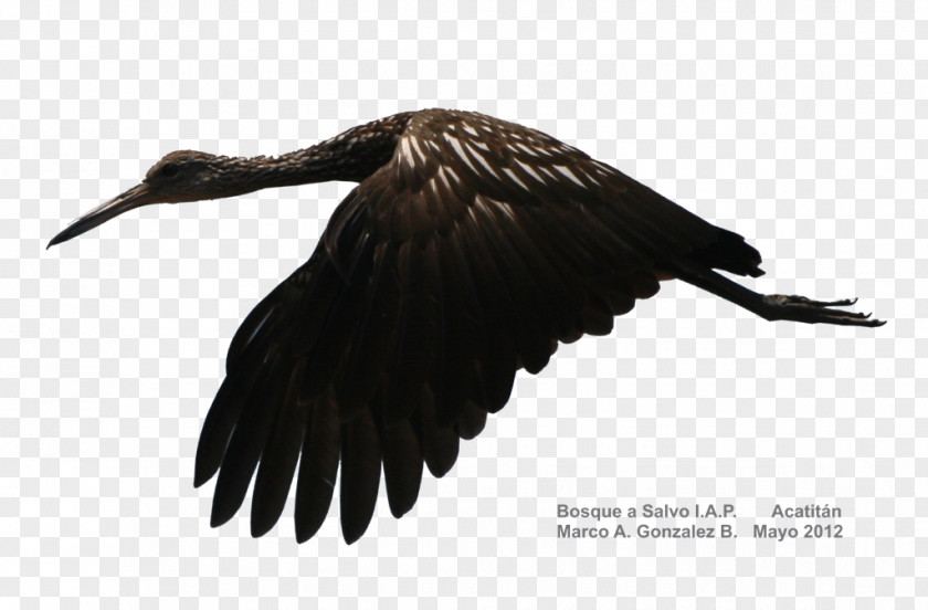 Bird Vulture Water Crane Beak PNG
