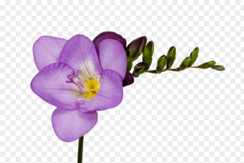 Crocus Freesia Cut Flowers Seed Bulb PNG