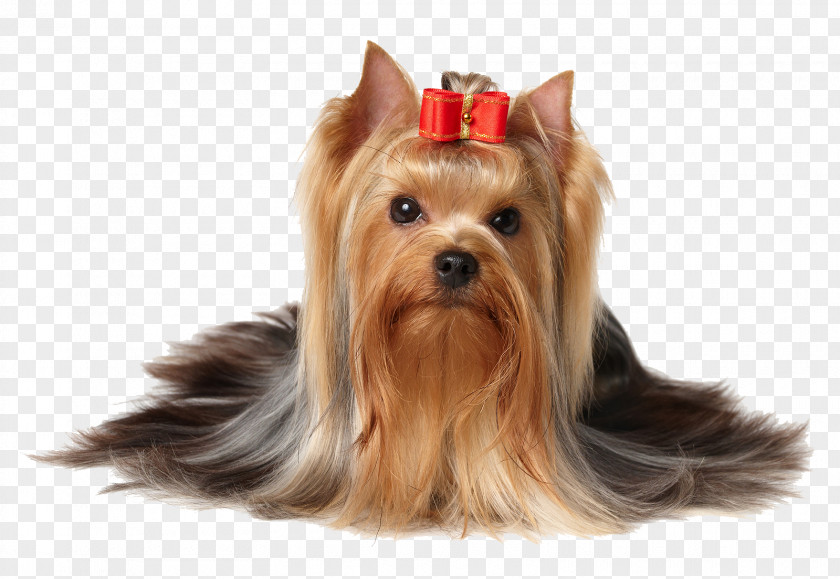 Dogs Yorkshire Terrier Scottish Puppy PNG