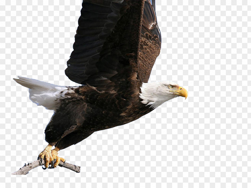 Eagle Bald Hawk PNG