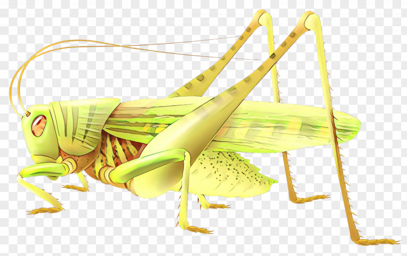 Insect Locust Vector Graphics Drawing Illustration PNG
