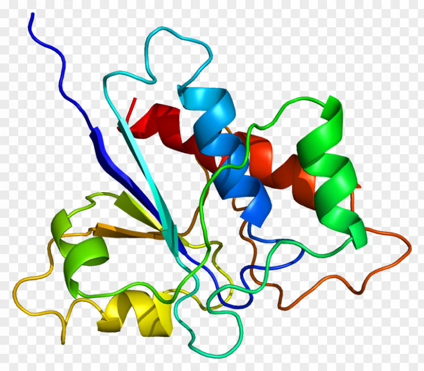 Protein Phosphatase ACP1 Enzyme PNG