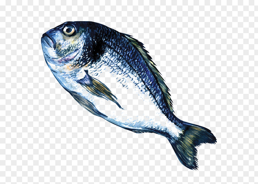 Fish Sardine Products Marine Biology Oily Mammal PNG