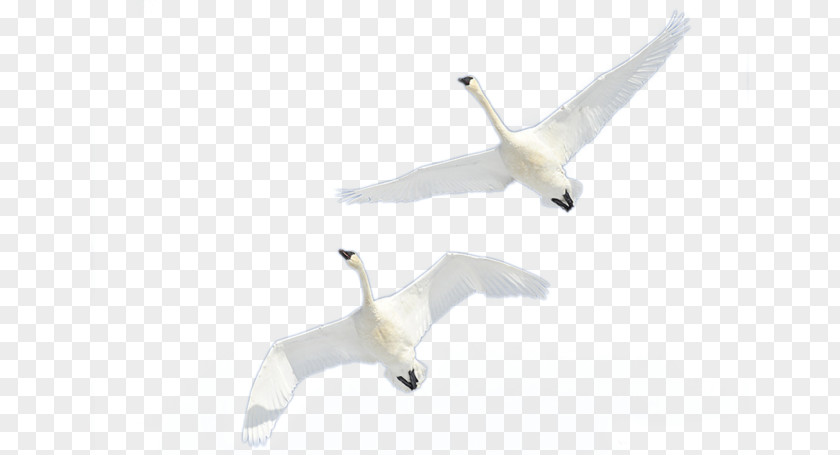 Flying Swan Lake Cygnini Goose PNG