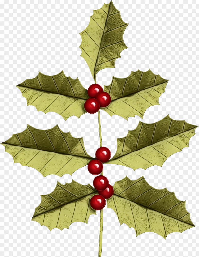 Grape Leaves Plane Holly PNG