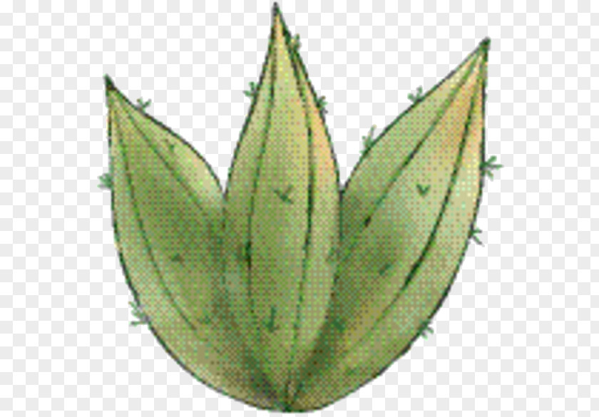 Herb Hemp Aloe Vera Leaf PNG