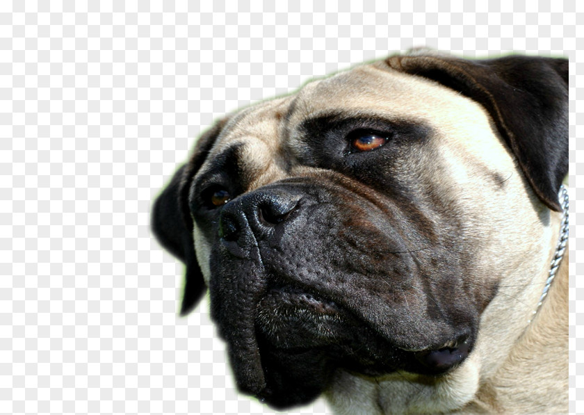 Bullmastiff Ori-Pei English Mastiff Boerboel Dog Breed PNG