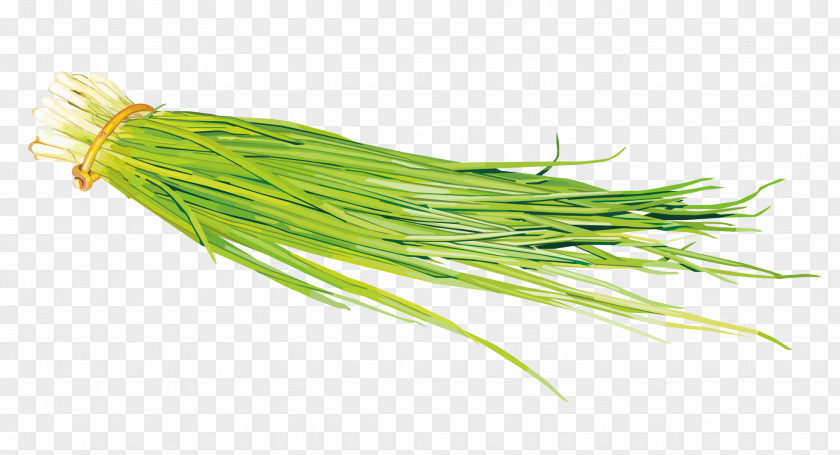 Vector Onion Leaves Painting Vegetable Scallion PNG