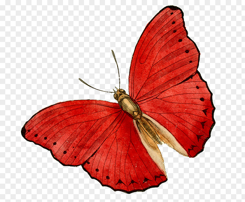 Butterfly Art Drawing Craft PNG