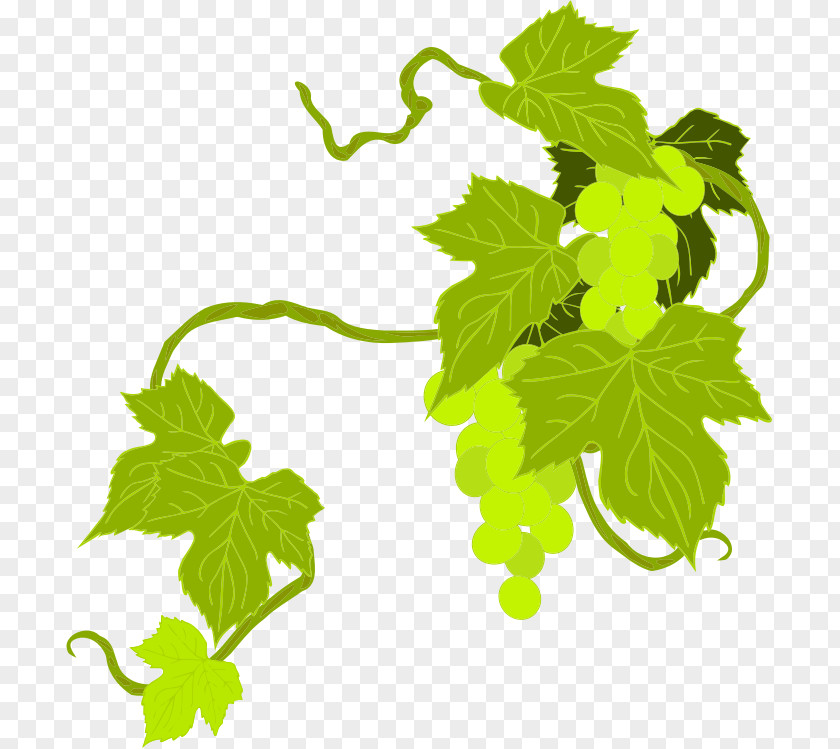 Grape Common Vine Wine Leaves PNG