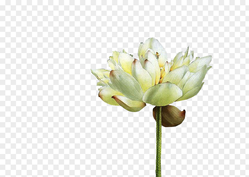 Lotus White PNG