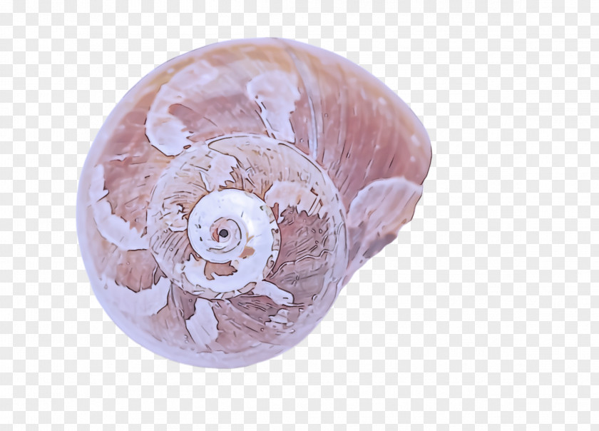 Shell Pink PNG