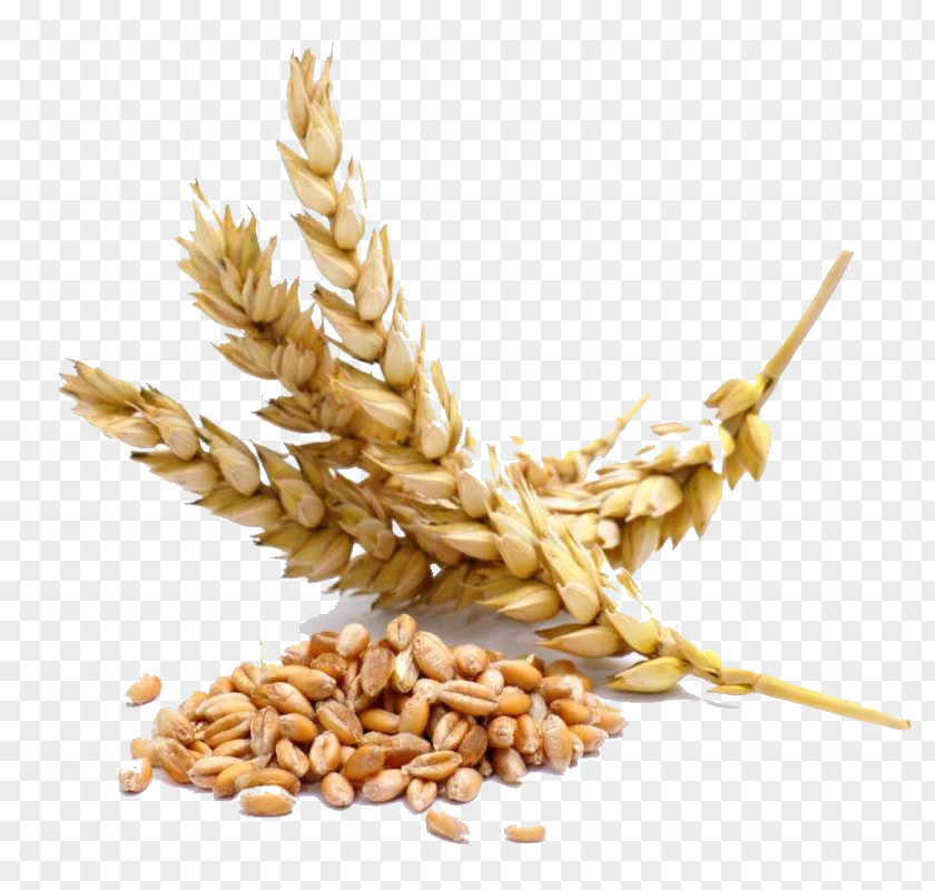 Wheat Berry Cereal Seed Whole Grain PNG