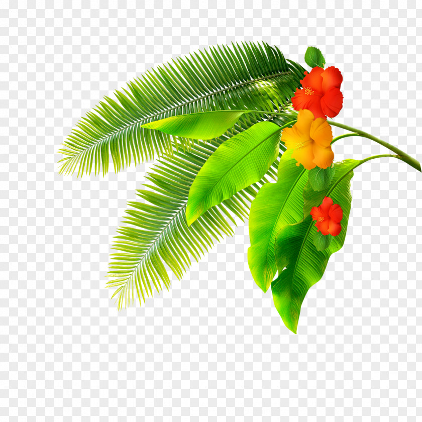 Banana Tree Leaf Computer File PNG