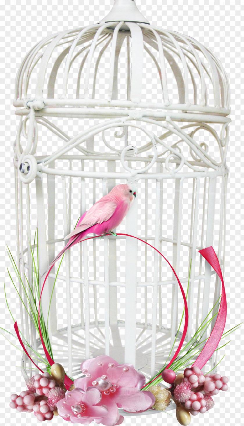 Bird Cage Parrot PNG
