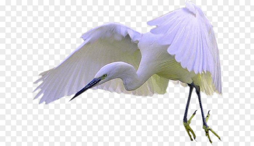 Bird Great Egret Crane Cygnini Clip Art PNG
