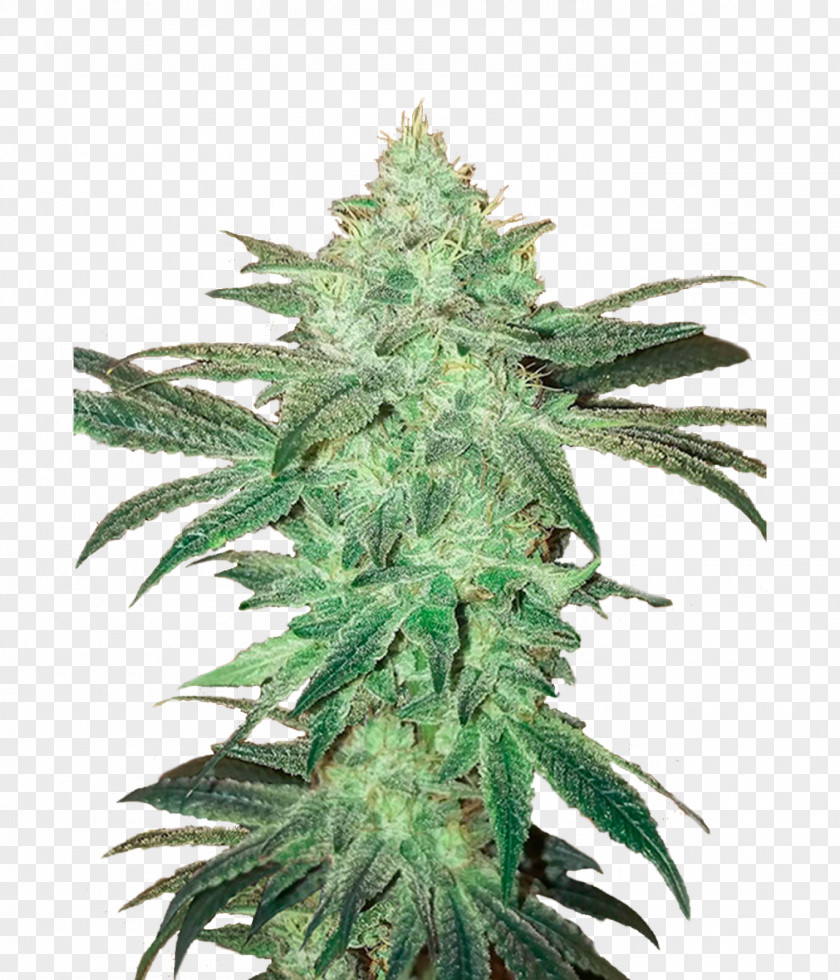 Cannabis Autoflowering Seed Bank Marijuana PNG