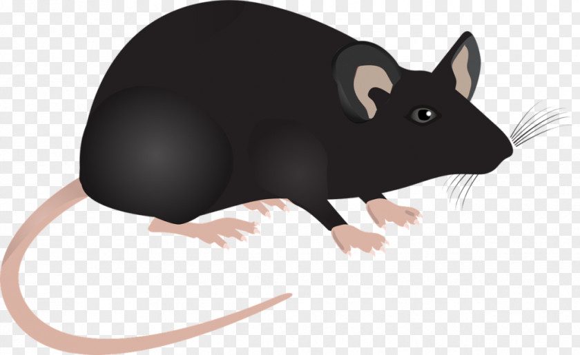 Computer Mouse Jerry Clip Art PNG