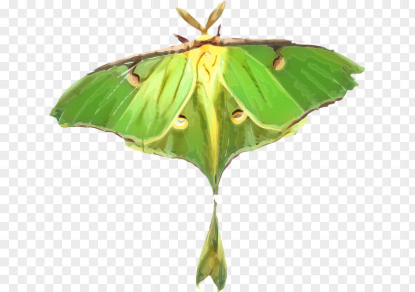 Emperor Moths Pollinator Butterfly Flower PNG
