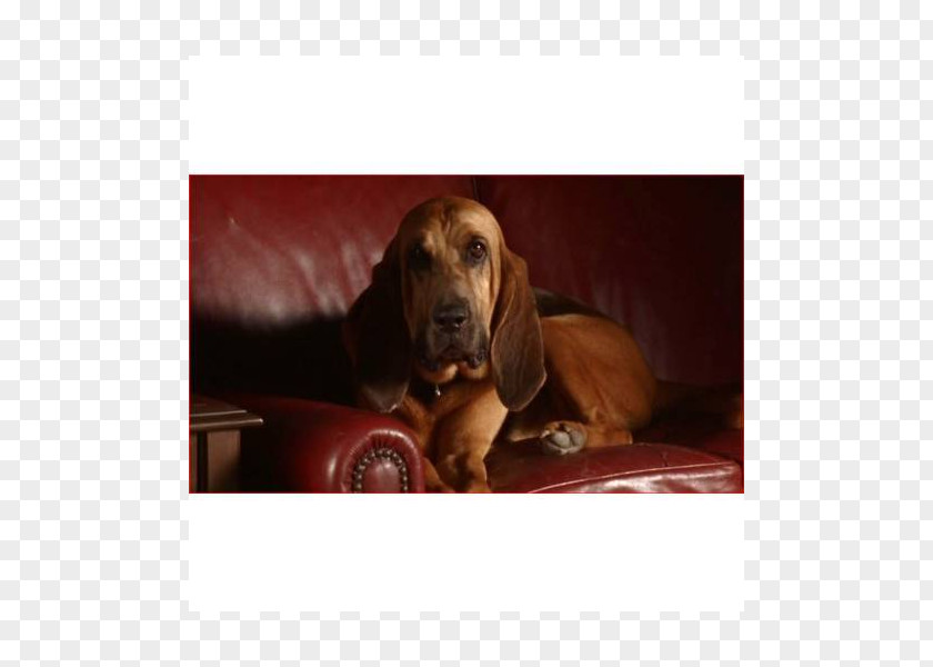 Puppy Redbone Coonhound Treeing Walker Bloodhound Basset Hound Dachshund PNG
