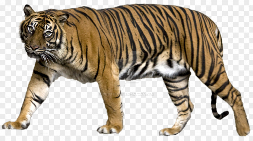 Watercolor Tiger Lion Felidae Liger Clip Art PNG