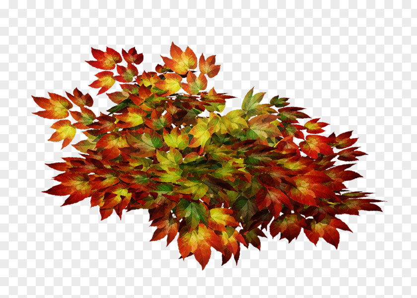 Black Maple Perennial Plant Fall Borders PNG