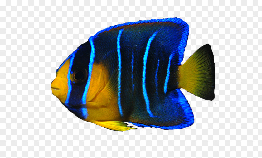 Ocean Fish Transparent Image Angelfish PNG