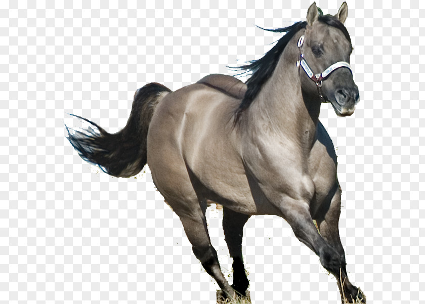 Quarter Horse American Stallion Mane Mustang Mare PNG
