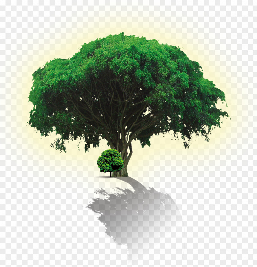 Tree Advertising Environmental Protection Poster Green PNG