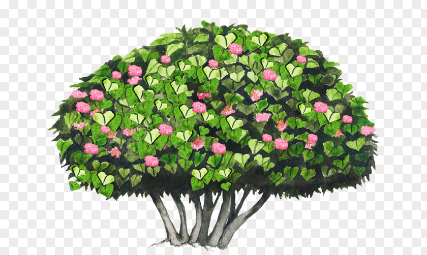 Tree Cut Flowers Shrub Dombeya Wallichii PNG