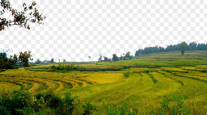 Vast Rice Fields Paddy Field Oryza Sativa PNG