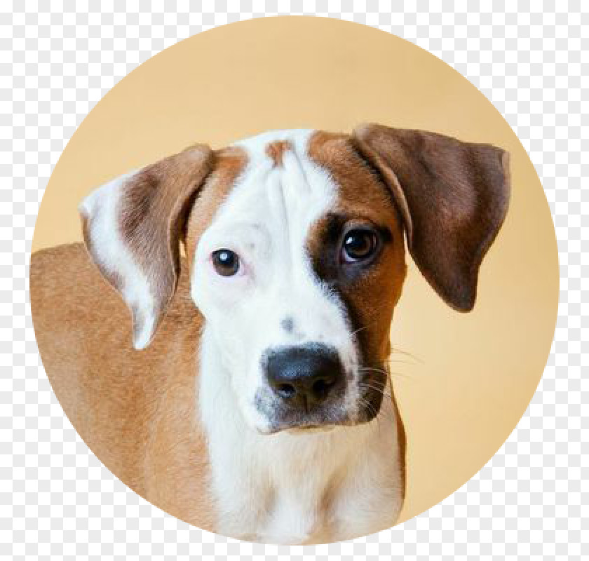 Cat Dog Breed English Foxhound American Treeing Walker Coonhound Harrier PNG