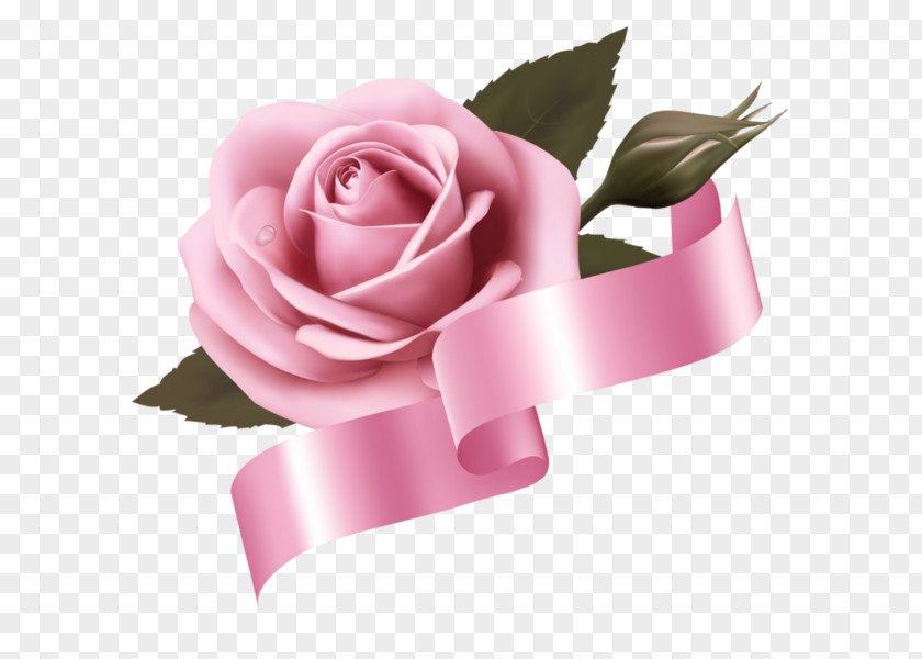 Flower Garden Roses Cabbage Rose Pink Cut Flowers PNG