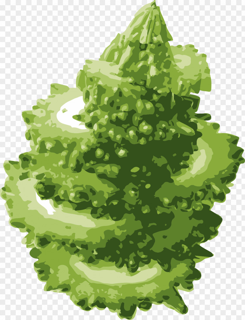 Hand Painted Bitter Melon Slice Lettuce Vegetable Hami PNG