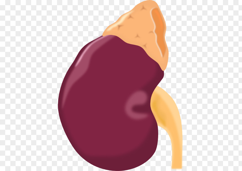 Anatomi Kidney Human Body Clip Art PNG