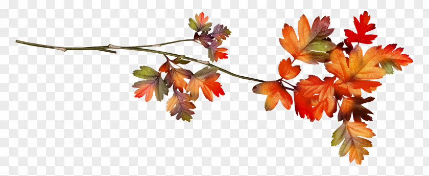 Autumn Leaf Ramie PNG