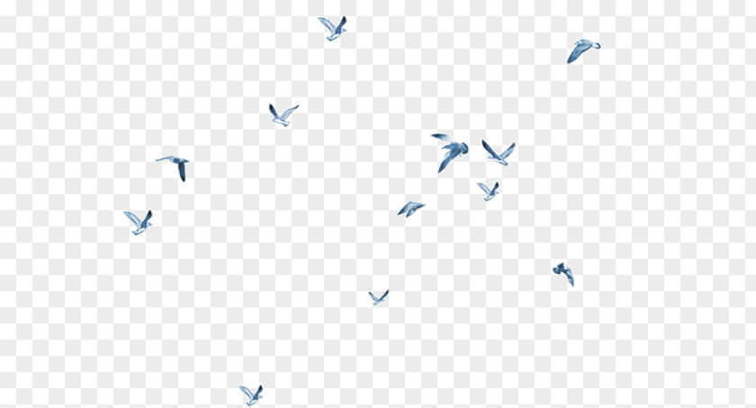 Flying Bird Clip Art PNG