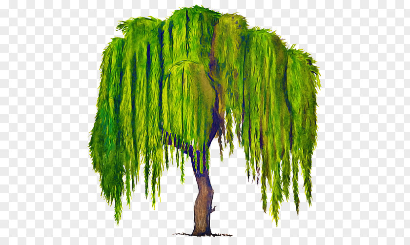 Green Tree Willow Plant Woody PNG