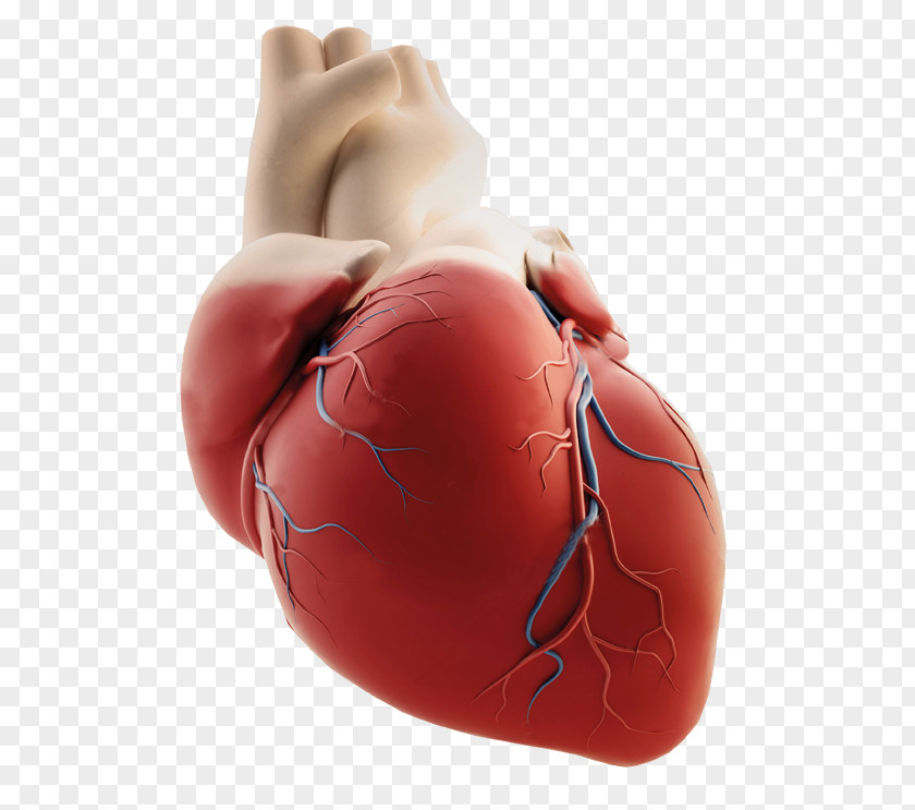 Heart Saaol Center Coronary Arteries Artery Disease Image PNG