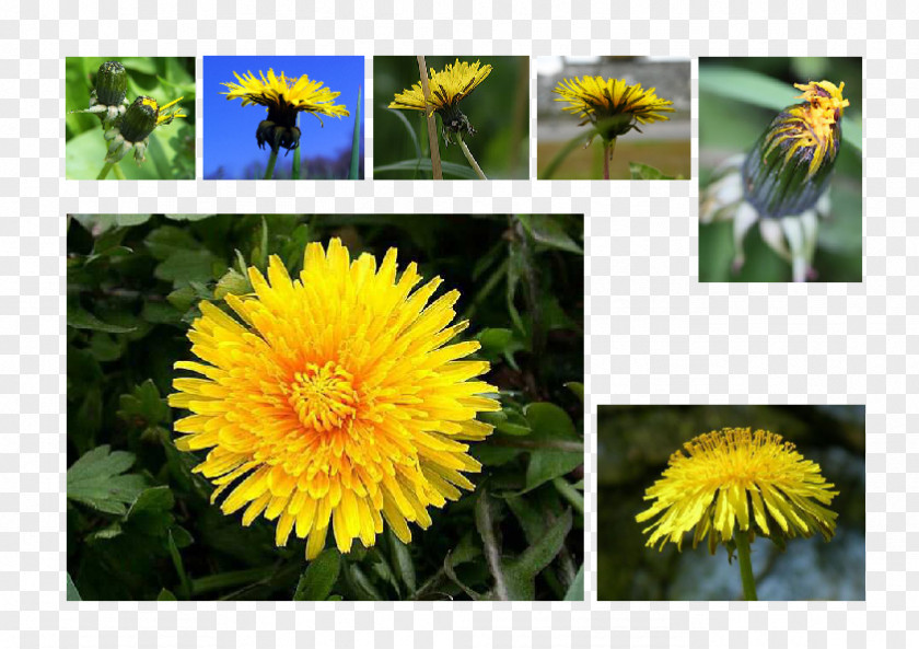 Klasse Dandelion Color Filler Paint Brushes Illustration Sow Thistles PNG