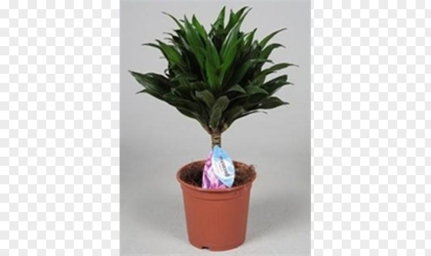 Tree Houseplant Flowerpot Evergreen Herb PNG